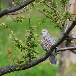 Bird perching on branch