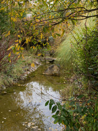 Stream amidst trees in forest