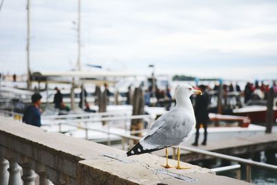 Close-up of seagull perching on railing against sea