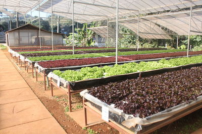 Plants growing in greenhouse