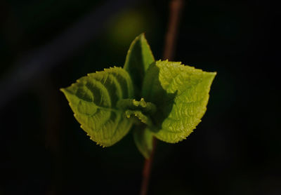 Close-up of plant against black background