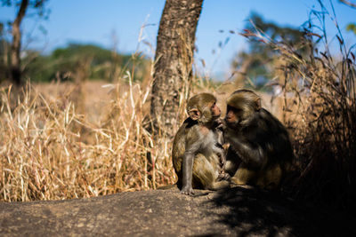 Monkey sitting on a tree