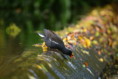 Close-up of bird flying over lake