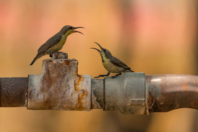 Close-up of two birds perching outdoors