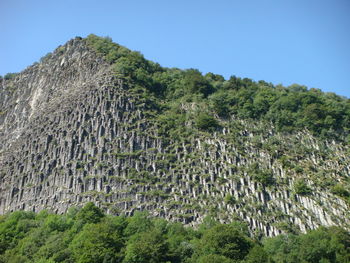 Low angle view of trees against clear sky