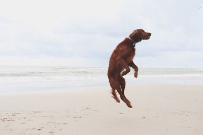 Dog on beach