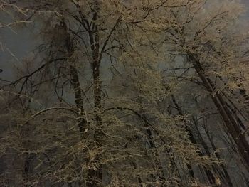 Low angle view of bare trees during winter