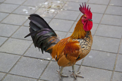 High angle view of rooster on footpath