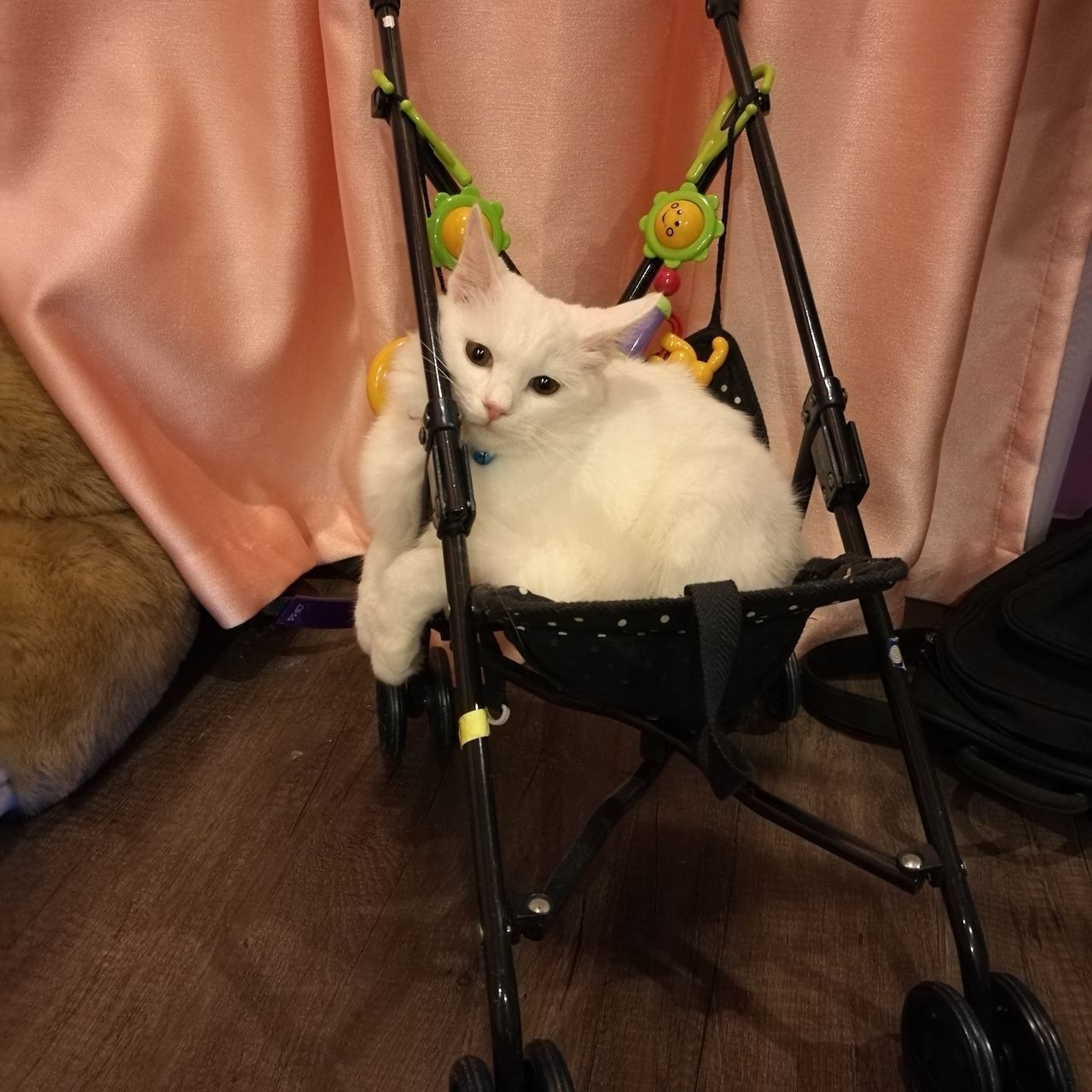 CAT SITTING ON FLOOR IN BEDROOM