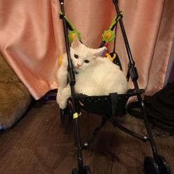 Cat sitting on floor at home