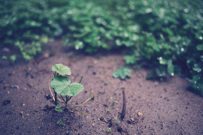 Close-up of plant growing on field