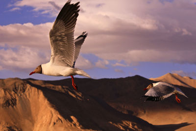 Seagulls flying over mountains against sky