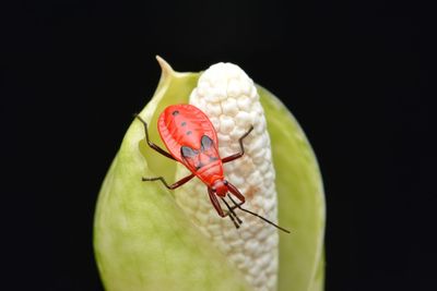 Close-up of insect on leaf against black background