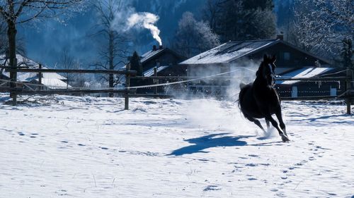 Horse running on snow covered field