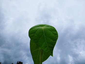 Low angle view of green leaves against sky