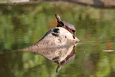 Close-up of bird on lake