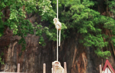 Close-up of cat on tree