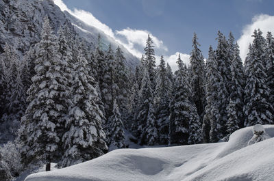 Snow covered trees against sky