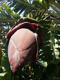 Close-up of flower tree