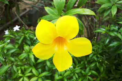 Close-up of yellow flowering plant