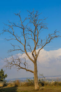 Bare tree on field against sky