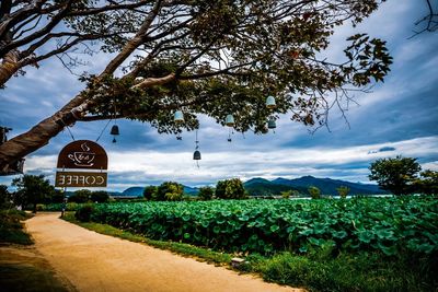 Trees and plants against sky