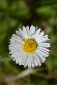 Close-up of white daisy blooming outdoors