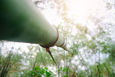 Low angle view of flowering plant against trees