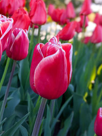 Close-up of pink tulips