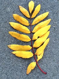 Close-up high angle view of yellow leaf