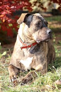 Amstaff dog sitting on field