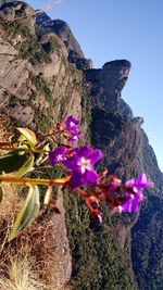 flowering plant