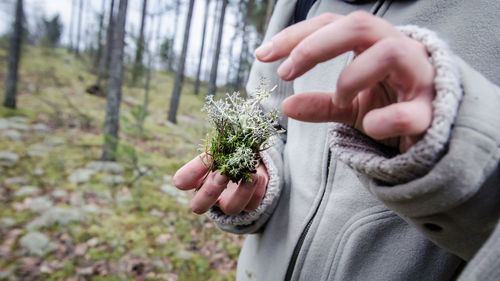 Close-up of hand holding plant