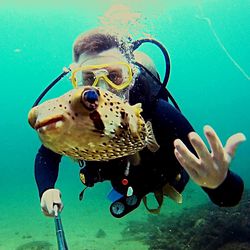 Scuba diver swimming near fish in sea