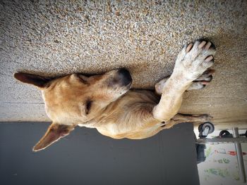 High angle view of dog sleeping on wall
