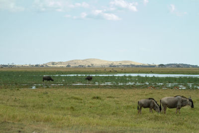 Wildebeest grazing in a field