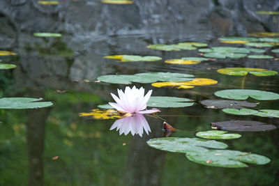 Lotus water lily in lake