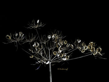 Close-up of illuminated fireworks against sky at night
