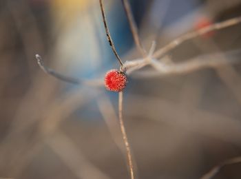 Close-up of red berries growing on plant