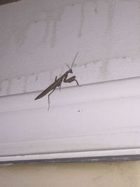 Close-up of insect on wall