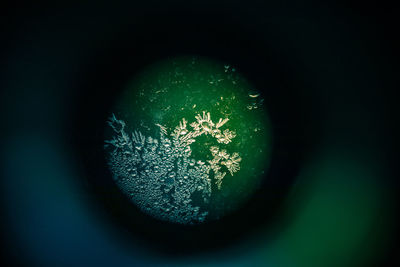 Close-up of illuminated plant against black background