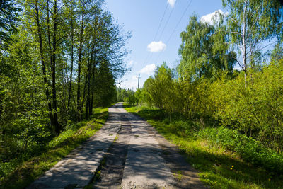 Empty road along trees and plants