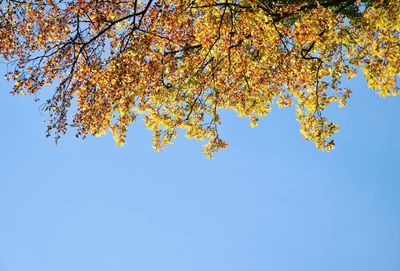 Low angle view of tree against blue sky