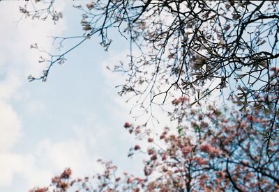 Low angle view of cherry blossoms against sky