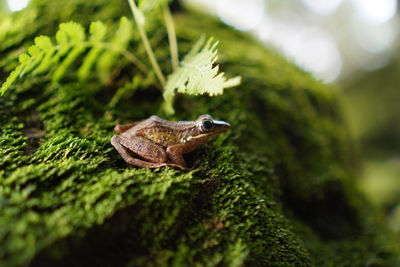 Close-up of frog on rock