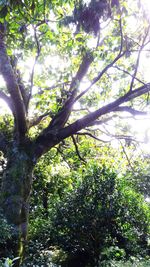 Low angle view of trees in forest