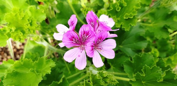 Close-up of pink flowering plant