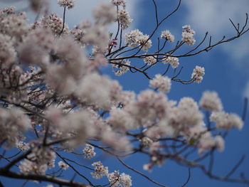 Low angle view of cherry blossom against sky