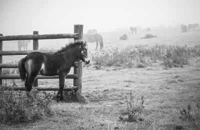 Horse standing on field against the fog 