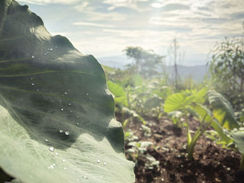 Close-up of fresh plants in water against sky